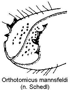 orthotomicus_mannsfeldi_fld.gif