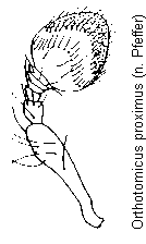 orthotomicus_proximus_f.gif
