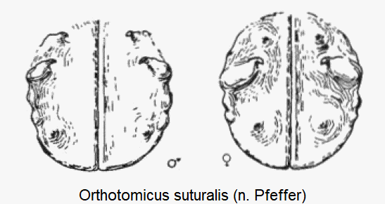 orthotomicus_suturalis_sz.gif