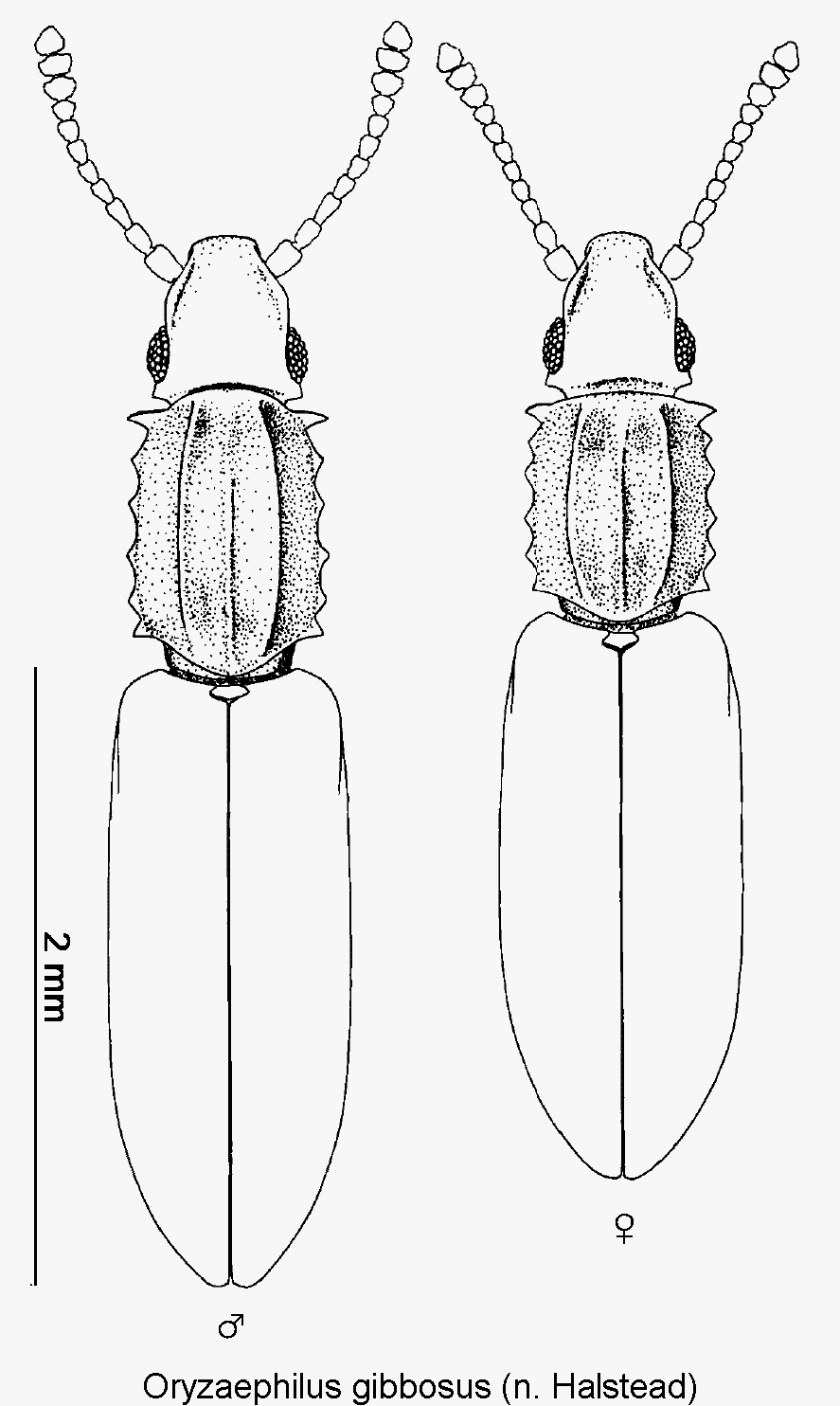 oryzaephilus_gibbosus_hab.gif