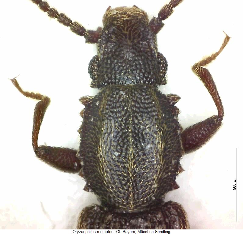 oryzaephilus_mercator_vk.jpg