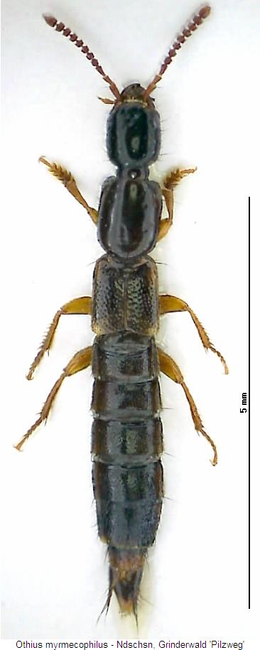 othius_myrmecophilus_hab.jpg