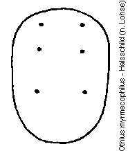 othius_myrmecophilus_hsch.gif