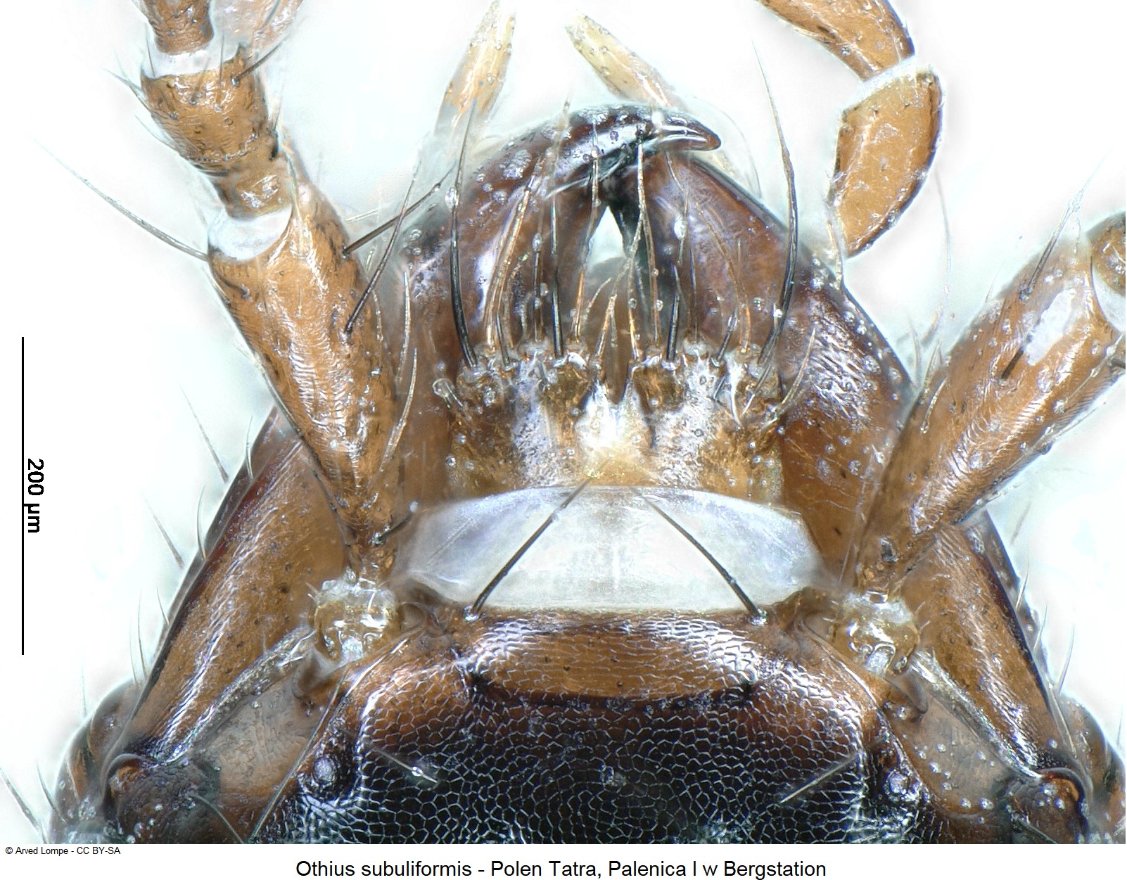 othius_subuliformis_ck34541785_ol.jpg