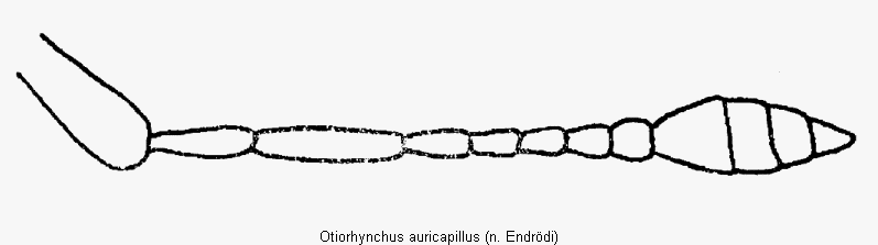 otiorhynchus_auricapillus_f.gif