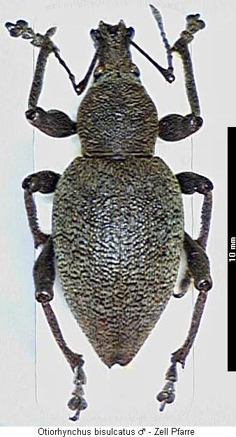 otiorhynchus_bisulcatus_hab.jpg