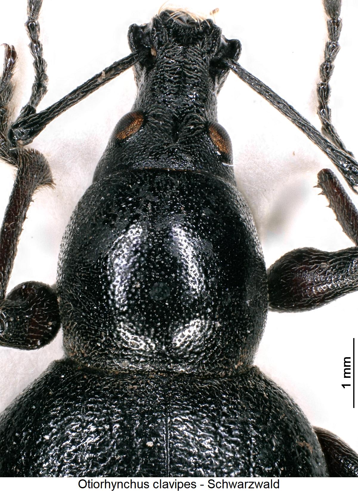 otiorhynchus_clavipes_vk.jpg