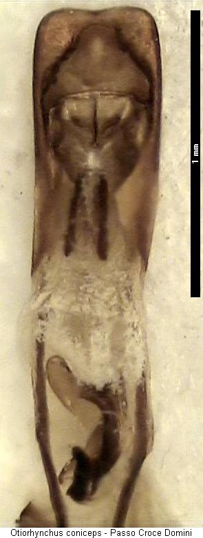otiorhynchus_coniceps.jpg
