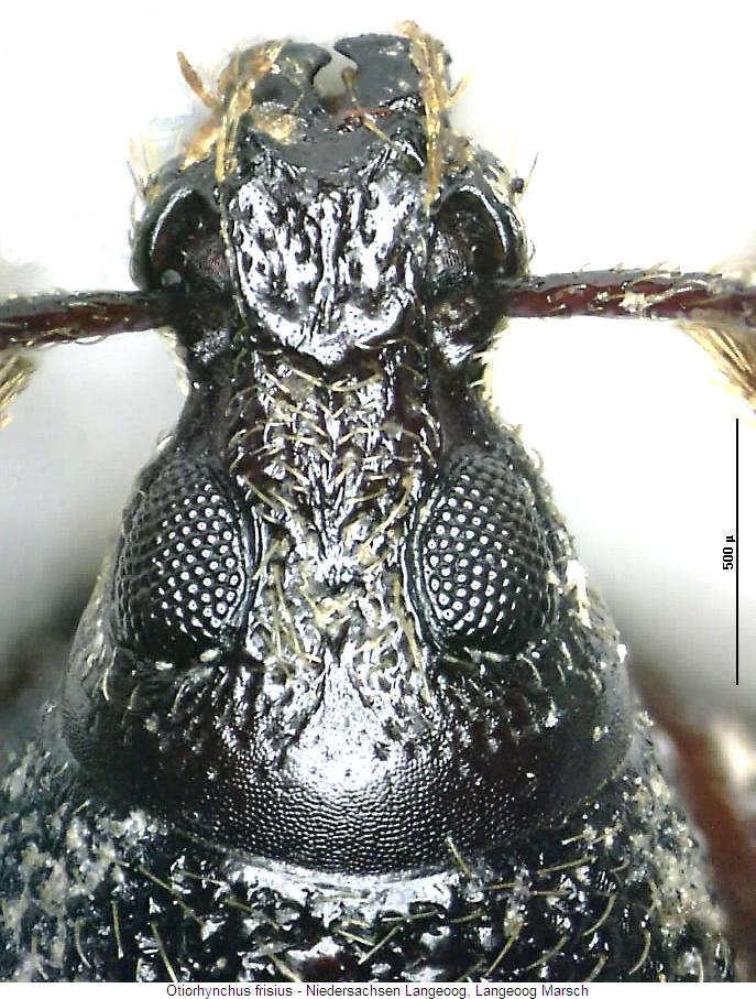 otiorhynchus_frisius_k.jpg