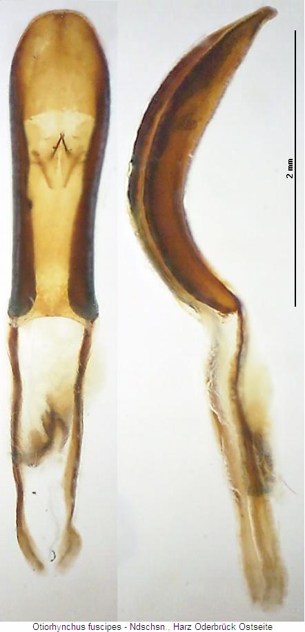 otiorhynchus_fuscipes.jpg
