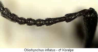otiorhynchus_inflatus_f.jpg