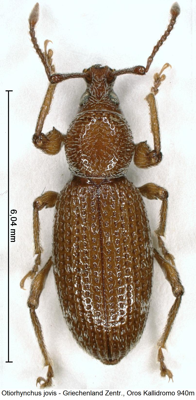 otiorhynchus_jovis_hab.jpg