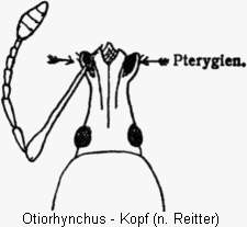 otiorhynchus_k.gif
