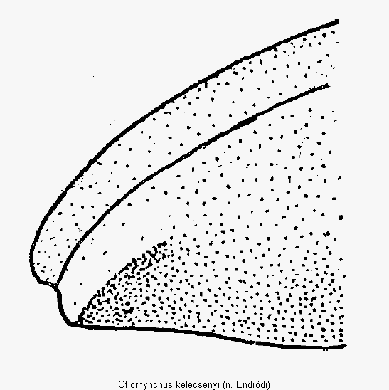 otiorhynchus_kelecsenyi_fld.gif