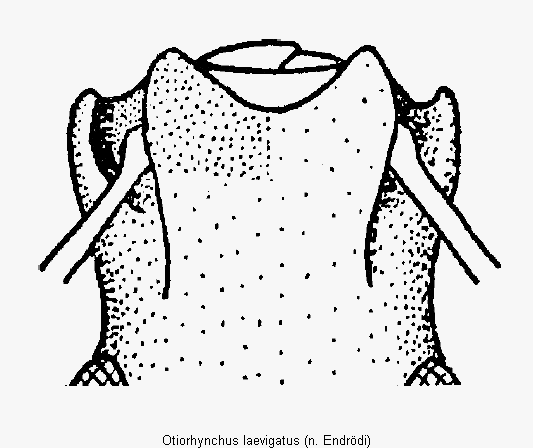 otiorhynchus_laevigatus_k.gif