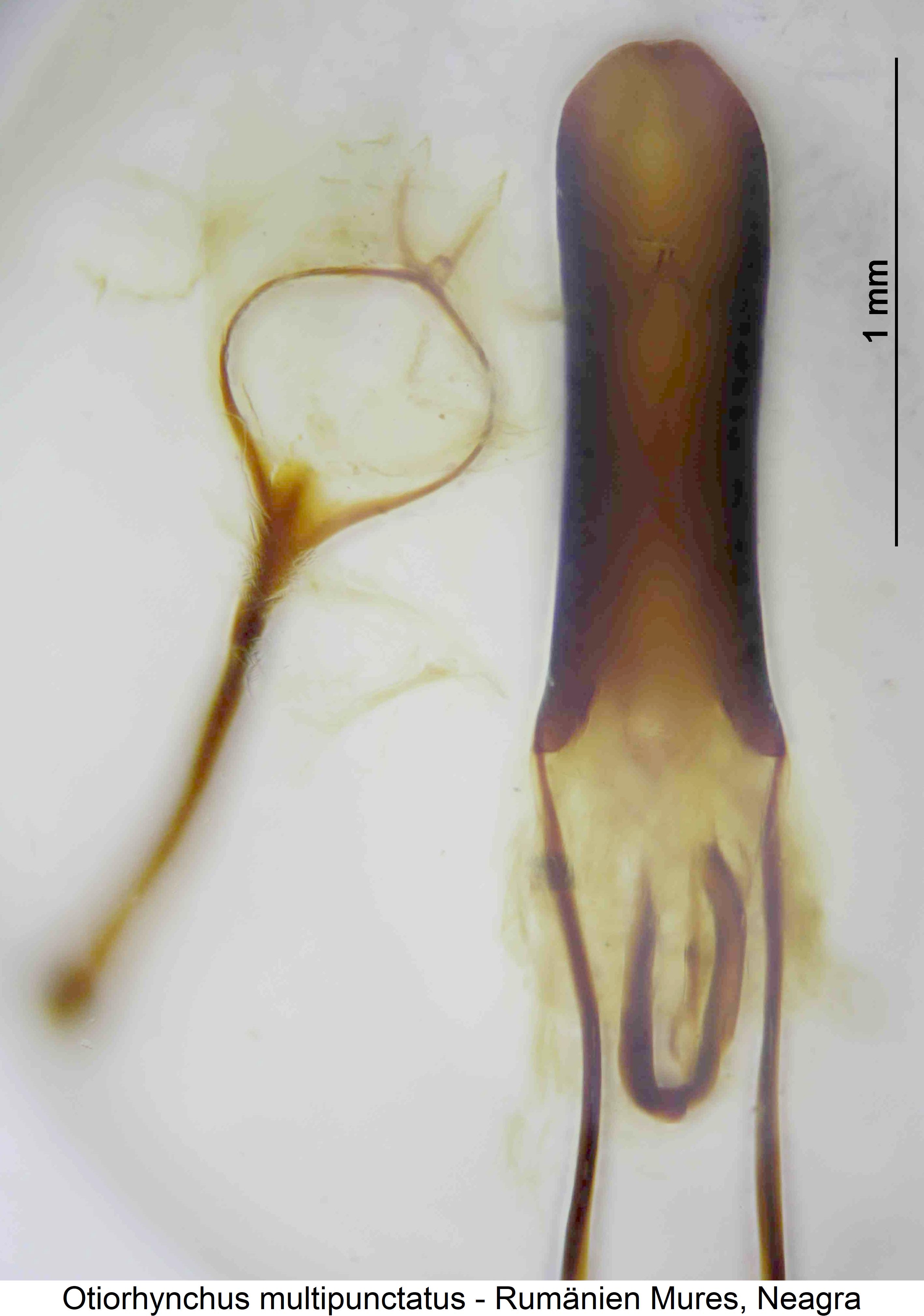 otiorhynchus_multipunctatus.jpg