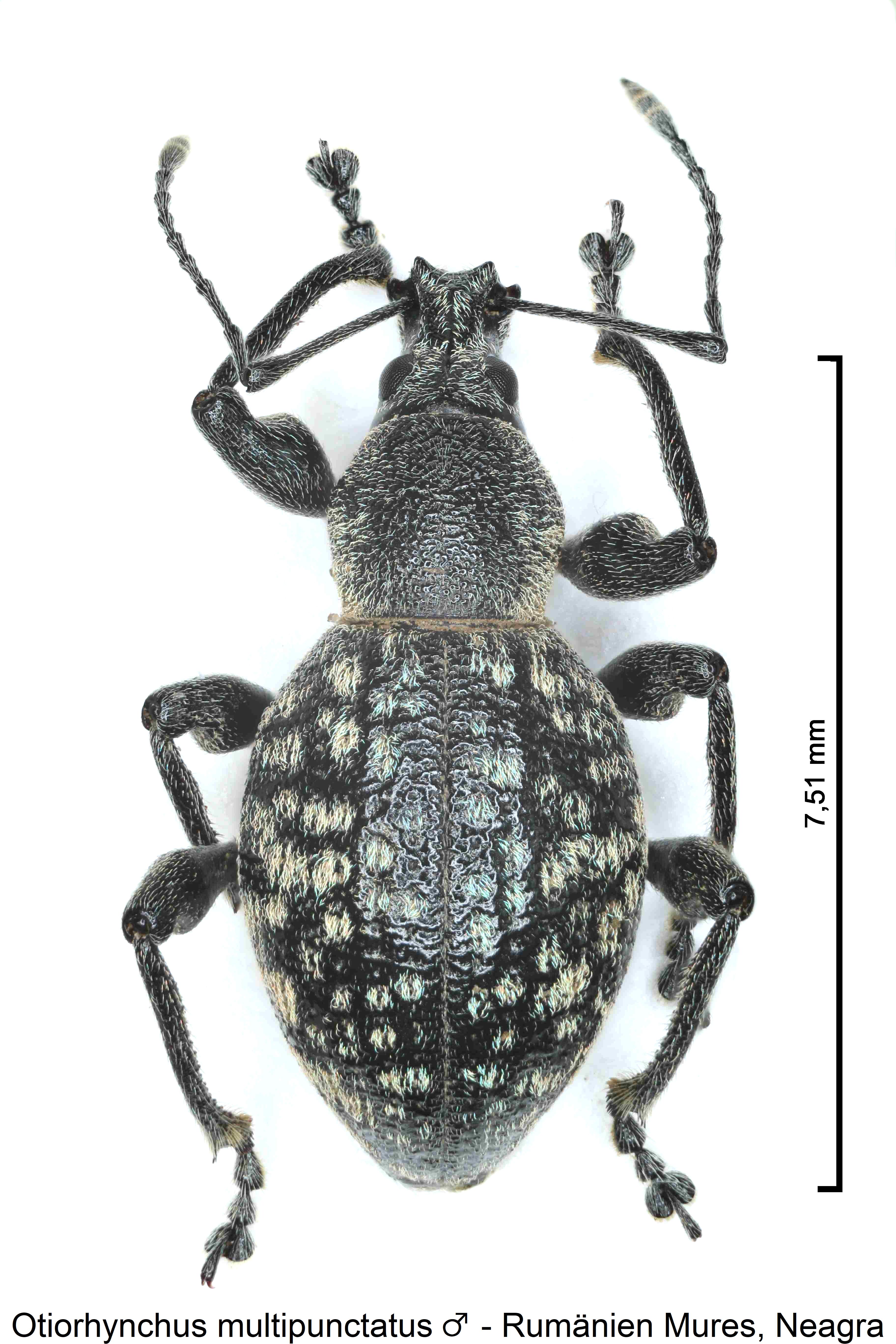 otiorhynchus_multipunctatus_m_hab.jpg