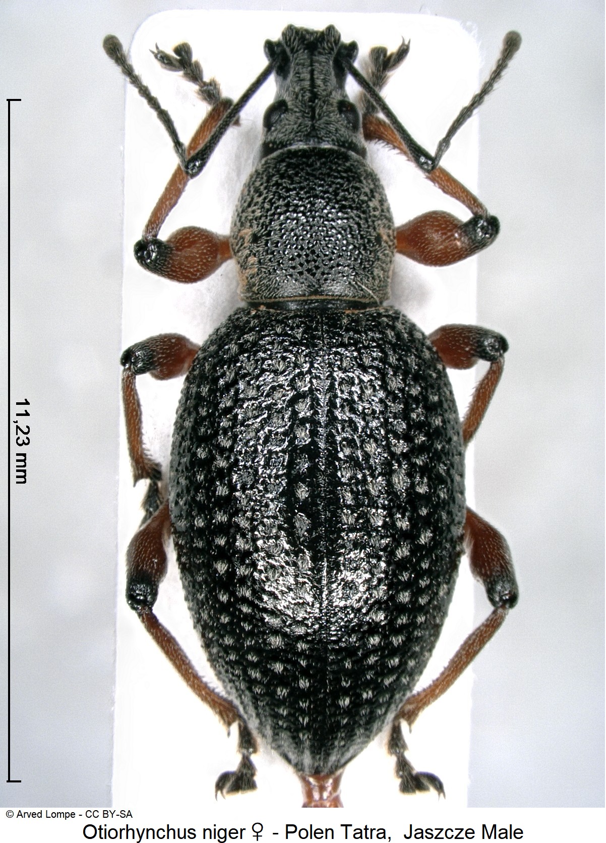 otiorhynchus_niger_w_hab.jpg