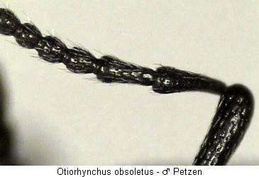 otiorhynchus_obsoletus_f.jpg