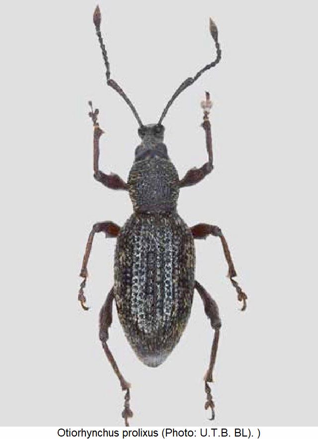 otiorhynchus_prolixus_hab.jpg