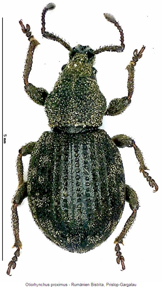 otiorhynchus_proximus_hab.jpg