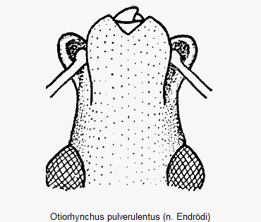 otiorhynchus_pulverulentus_k.gif