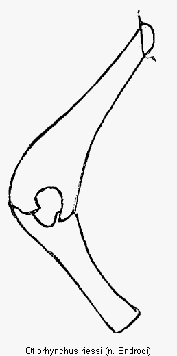 otiorhynchus_riessi_hb.gif