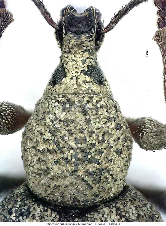 otiorhynchus_scaber_vk.jpg