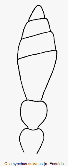 otiorhynchus_sulcatus_f.gif