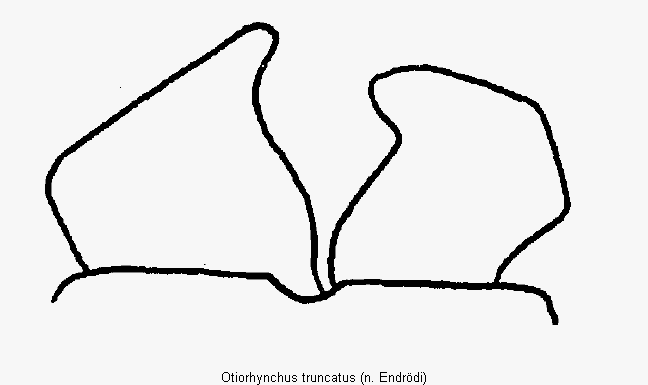 otiorhynchus_truncatus_mand.gif