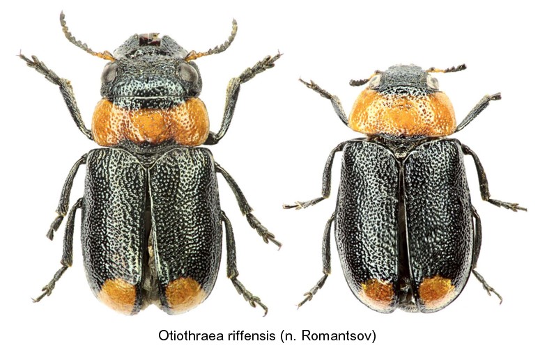otiothraea_riffensis.jpg