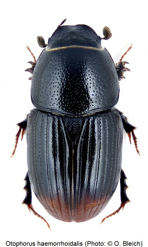 otophorus_haemorrhoidalis_hab.jpg