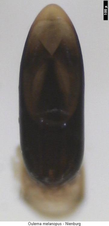 oulema_melanopus.jpg