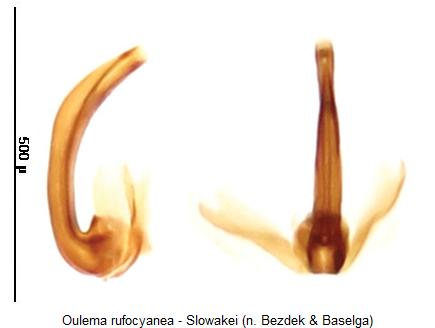 oulema_rufocyanea1.jpg