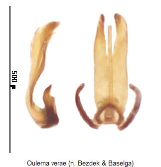 oulema_verae.jpg