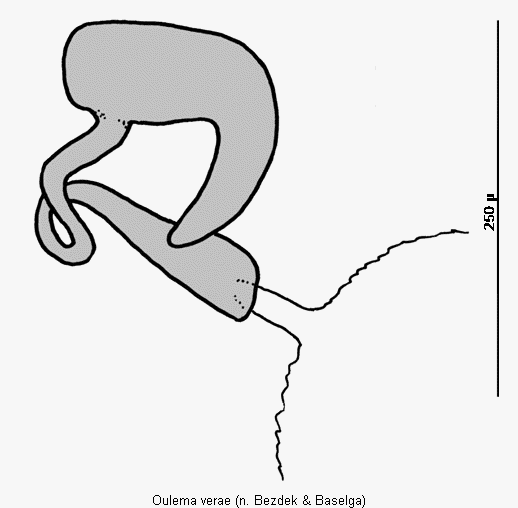 oulema_verae_sperm.gif
