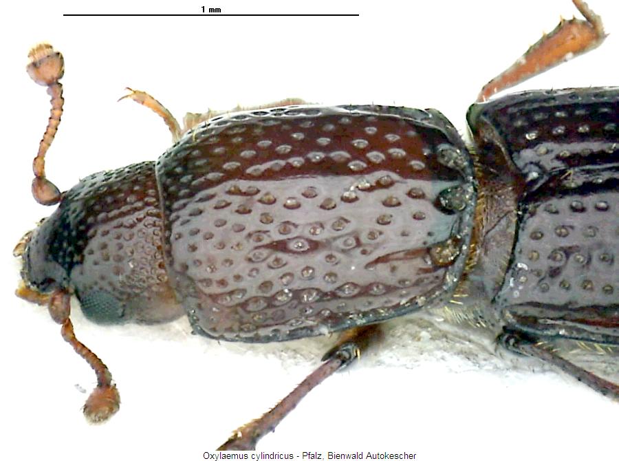 oxylaemus_cylindricus_vk.jpg