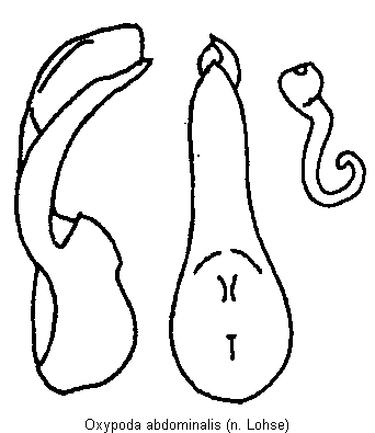 oxypoda_abdominalis.gif