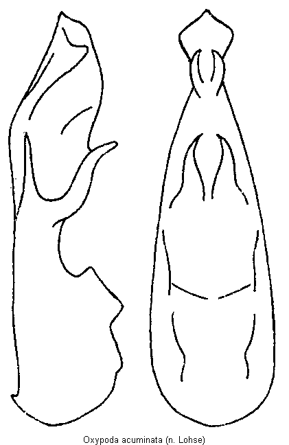 oxypoda_acuminata.gif
