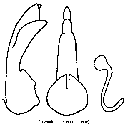 oxypoda_alternans.gif