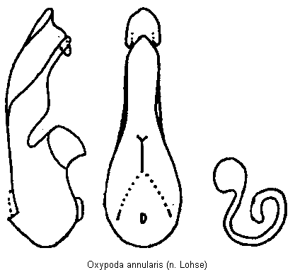 oxypoda_annularis.gif
