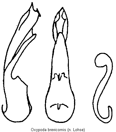 oxypoda_brevicornis.gif