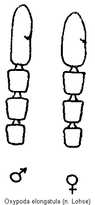 oxypoda_elongatula_f.gif