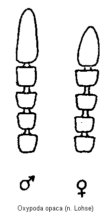 oxypoda_opaca_f.gif