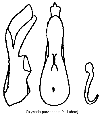 oxypoda_parvipennis.gif