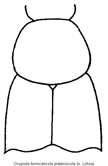 oxypoda_pratensicola_vk.gif