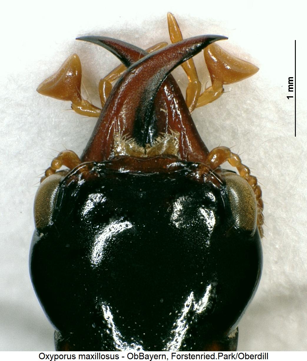 oxyporus_maxillosus_k.jpg