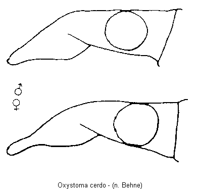 oxystoma_cerdo_k.gif