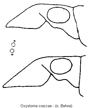 oxystoma_craccae_k.gif