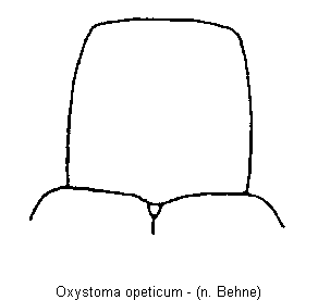 oxystoma_opeticum_hsch.gif